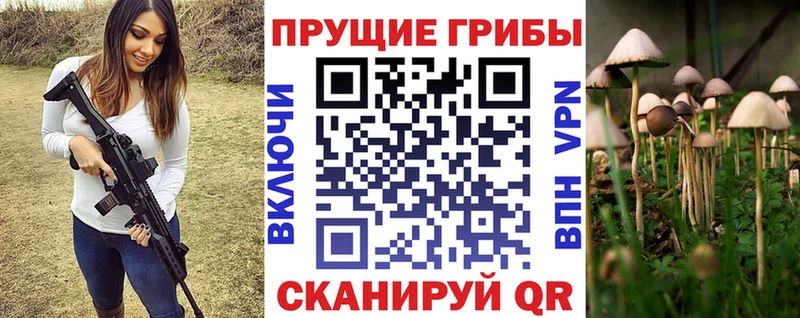 Псилоцибиновые грибы Psilocybe  Звенигово 